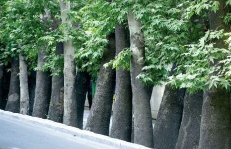 جایگزینی درختان خشک خیابان ولیعصر با چنارهای ۵۰ ساله