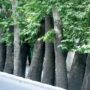جایگزینی درختان خشک خیابان ولیعصر با چنارهای ۵۰ ساله
