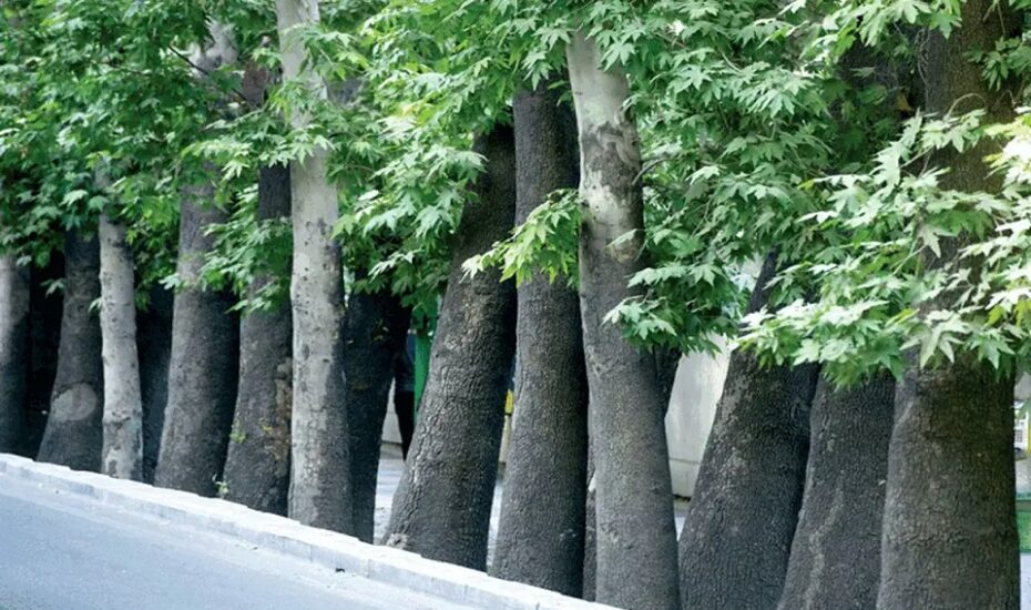 جایگزینی درختان خشک خیابان ولیعصر با چنارهای ۵۰ ساله