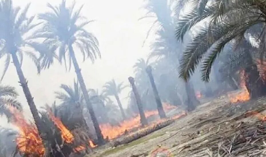 فاجعه در نخلستان‌های آبادان