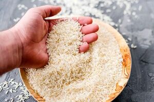 قیمت برنج ایرانی در حال کاهش است قیمت برنج