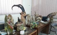حیوانات تاکسیدرمی و سلاح غیرمجاز
