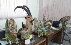 حیوانات تاکسیدرمی و سلاح غیرمجاز