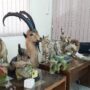 حیوانات تاکسیدرمی و سلاح غیرمجاز