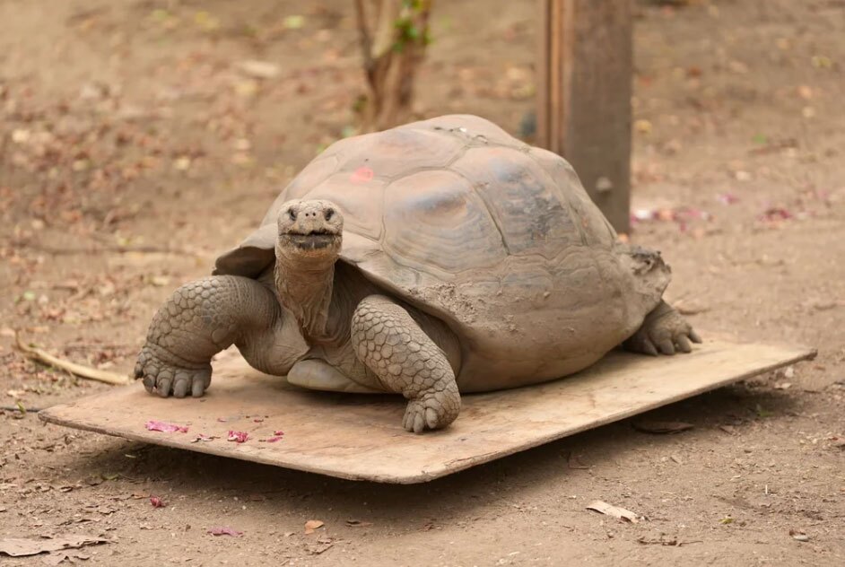 دیدنی های امروز؛ از مبارزه غزه با قحطی تا جابجایی ساختمان یک کلیسا در سوئد وزن کشی سالانه حیوانات باغ وحش