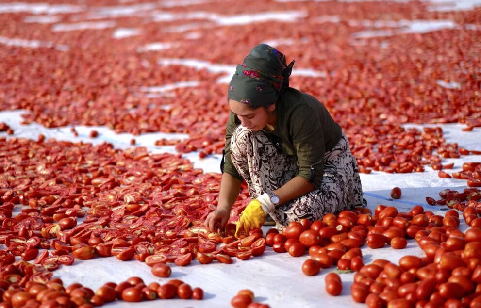 خشک کردن گوجه زیر نور آفتاب