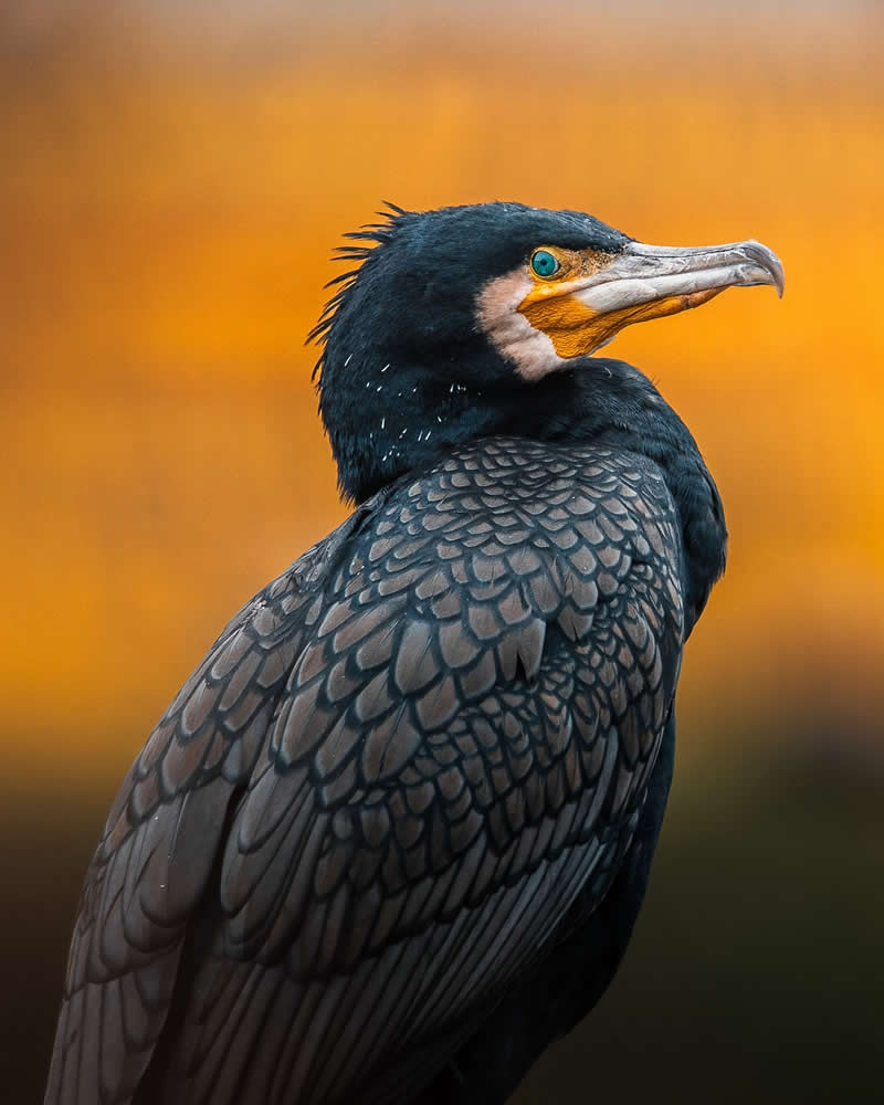 عکسهای خیرهکننده از زیباترین پرندگان جهان که باید ببینید تصاویر خیرهکننده از پرندگان جهان