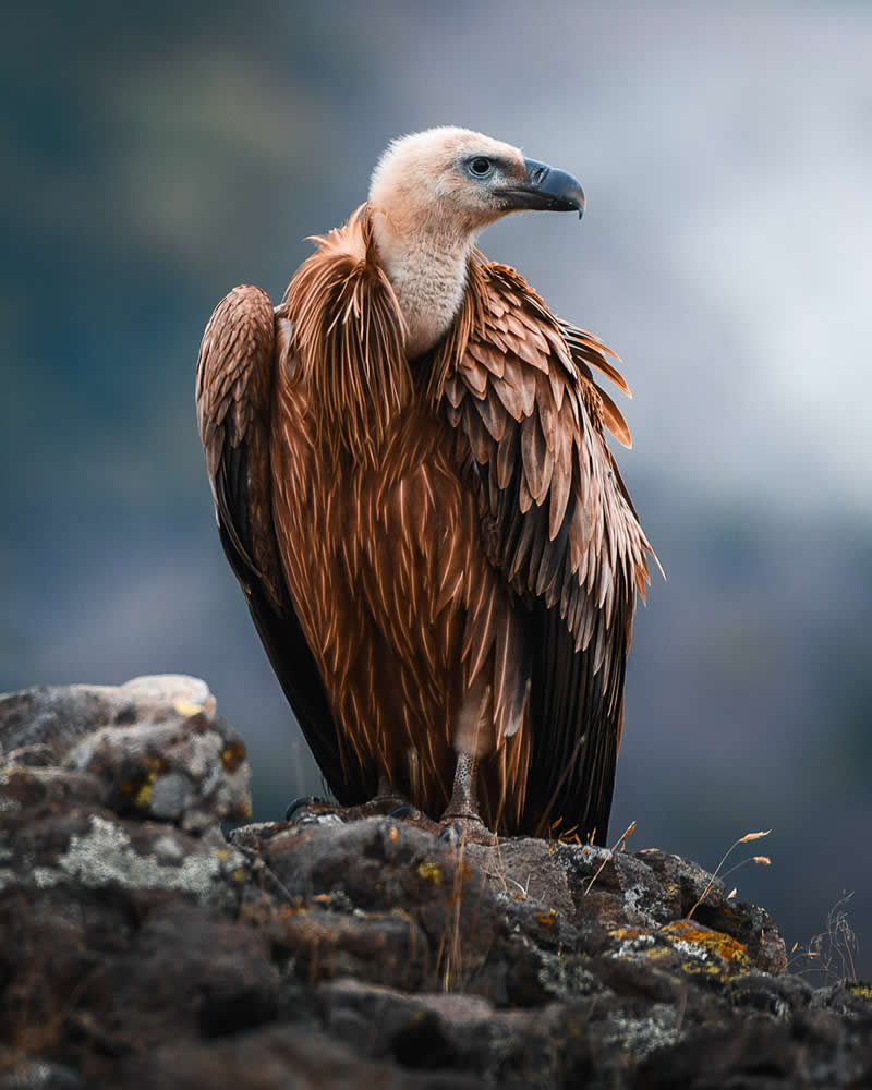 عکسهای خیرهکننده از زیباترین پرندگان جهان که باید ببینید زیباترین پرندگان جهان