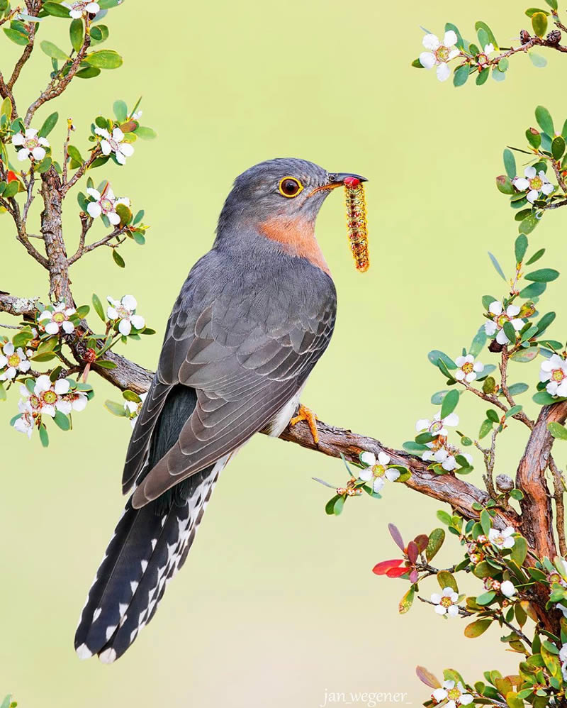 عکسهای خیرهکننده از زیباترین پرندگان جهان که باید ببینید زیباترین پرندگان جهان