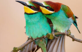 عکسهای خیرهکننده از زیباترین پرندگان جهان که باید ببینید زیباترین پرندگان جهان