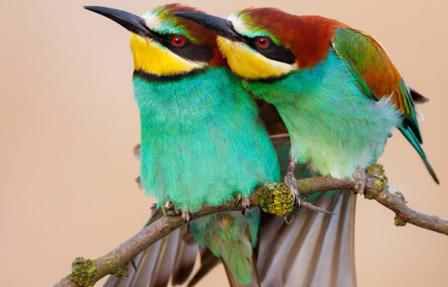 عکسهای خیرهکننده از زیباترین پرندگان جهان که باید ببینید زیباترین پرندگان جهان
