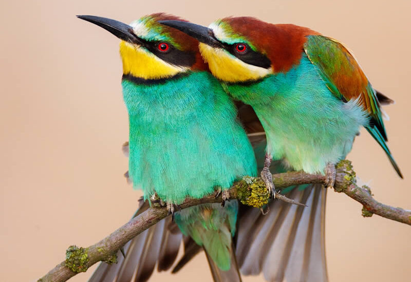 عکسهای خیرهکننده از زیباترین پرندگان جهان که باید ببینید زیباترین پرندگان جهان