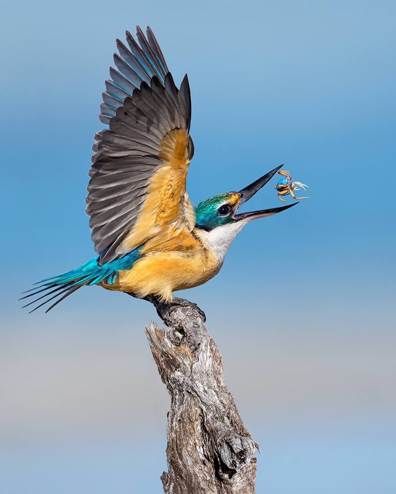 عکسهای خیرهکننده از زیباترین پرندگان جهان که باید ببینید زیباترین پرندگان جهان