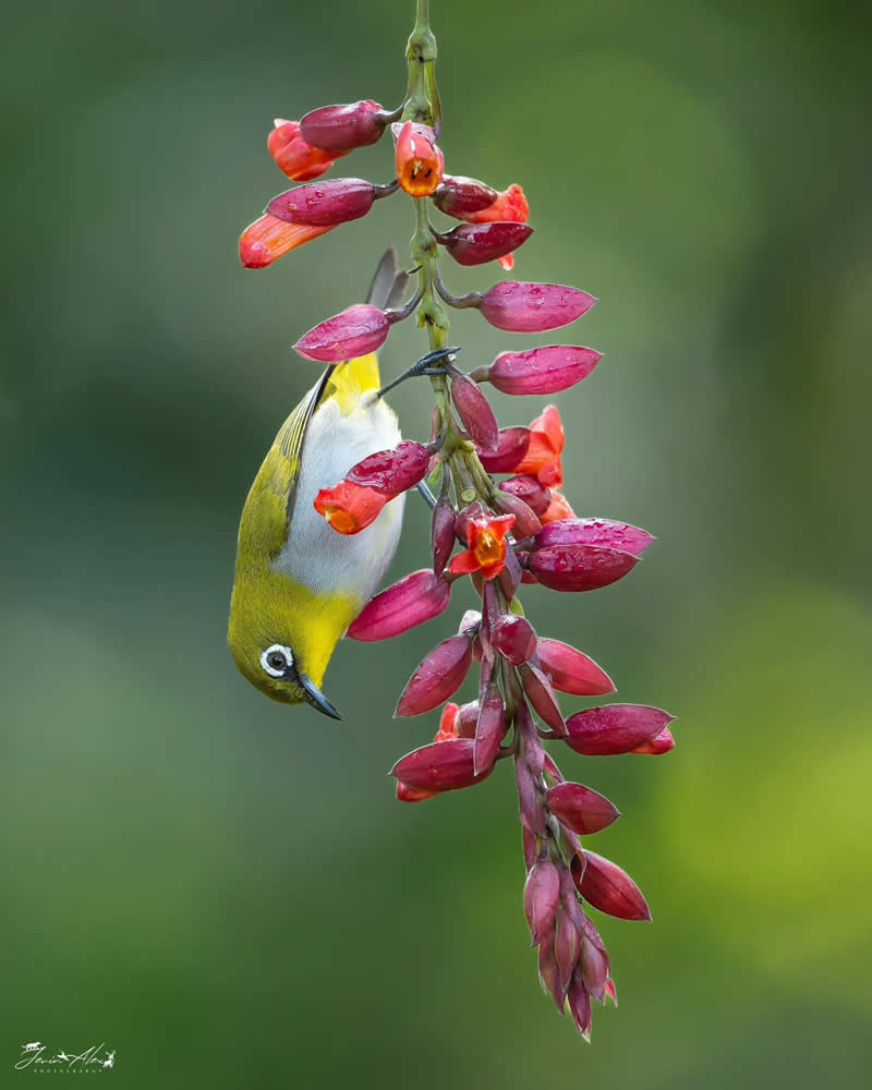 عکسهای خیرهکننده از زیباترین پرندگان جهان که باید ببینید زیباترین پرندگان جهان