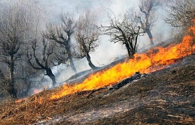 جنگل‌های مریوان