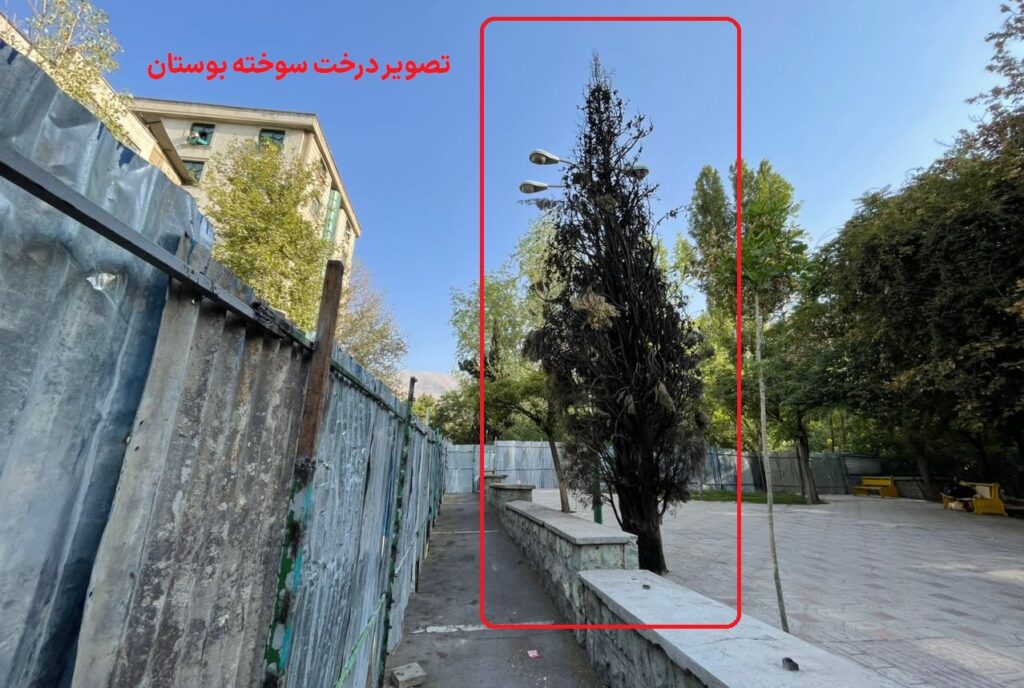 درخت سوخته بوستان