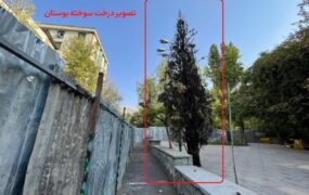 درخت سوخته بوستان