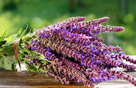 دم‌نوش مریم‌گلی بی‌خوابی