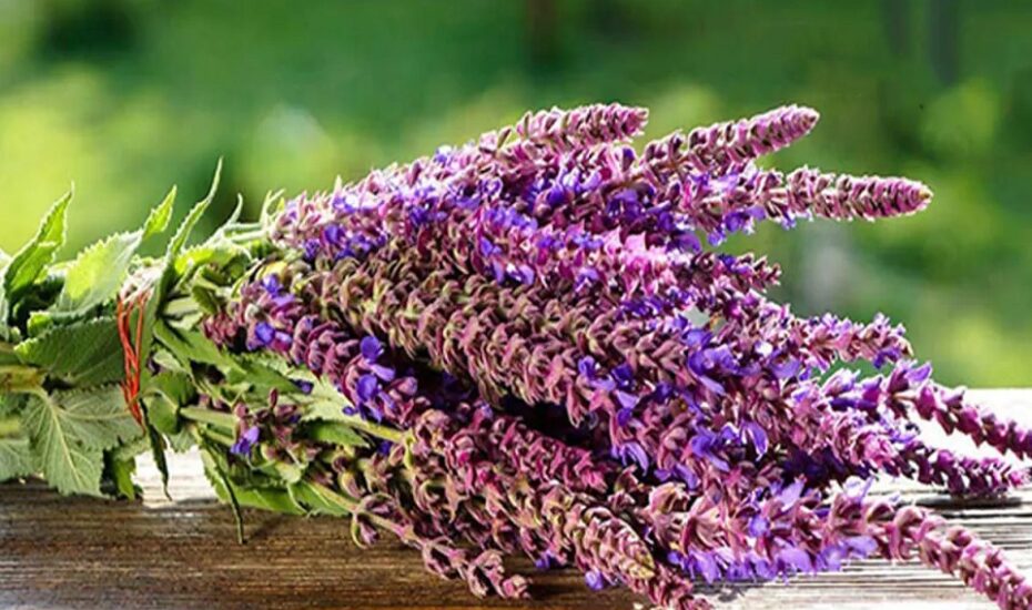 دم‌نوش مریم‌گلی بی‌خوابی