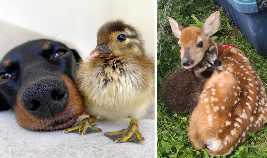 دوستی حیوانات