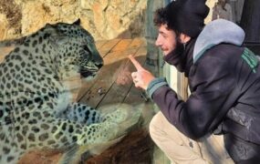 پلنگ ایرانی، یک اسرائیلی را دَرید