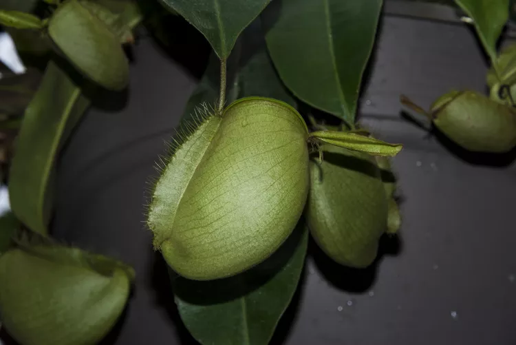 گیاهان گوشتخوار؛ شکارچیان سبز طبیعت