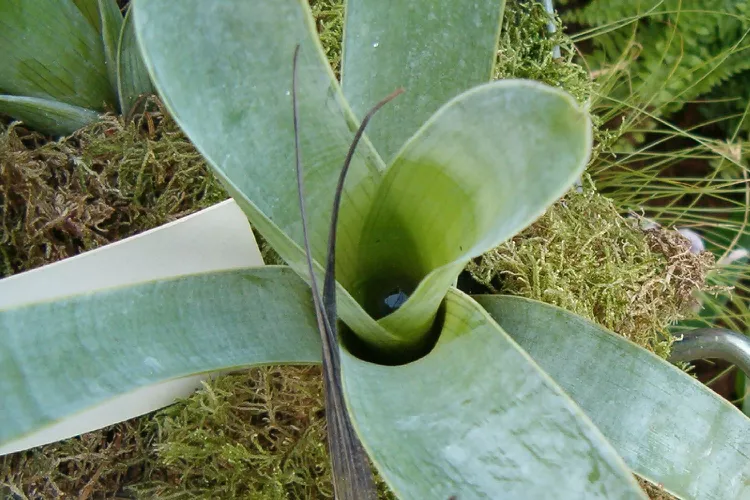 گیاهان گوشتخوار؛ شکارچیان سبز طبیعت