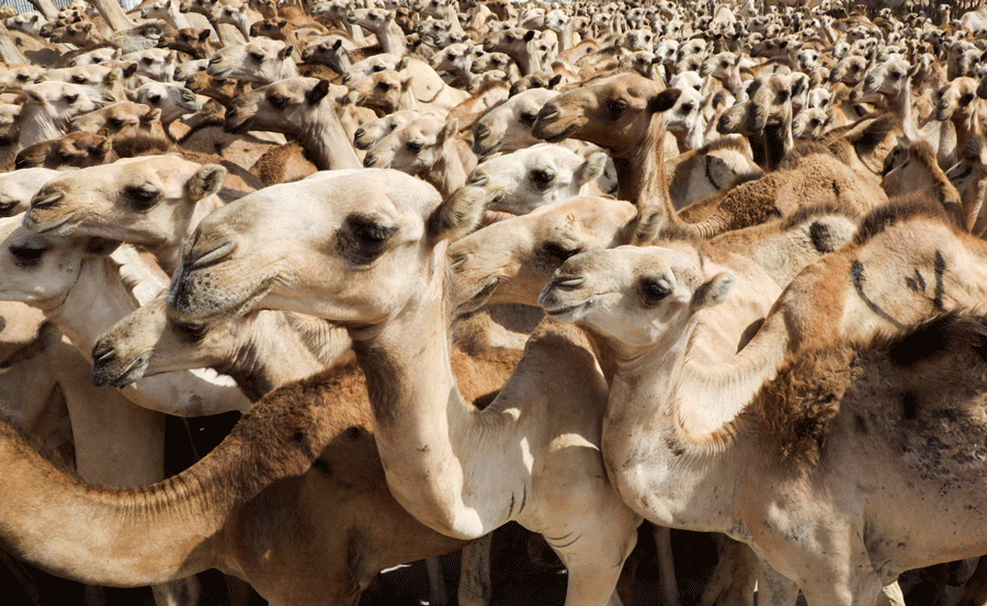 ذبح و توزیع 1200 شتر به مناسبت میلاد پیامبر