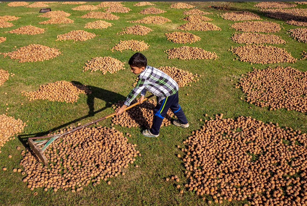 خشک کردن گردو در کشمیر