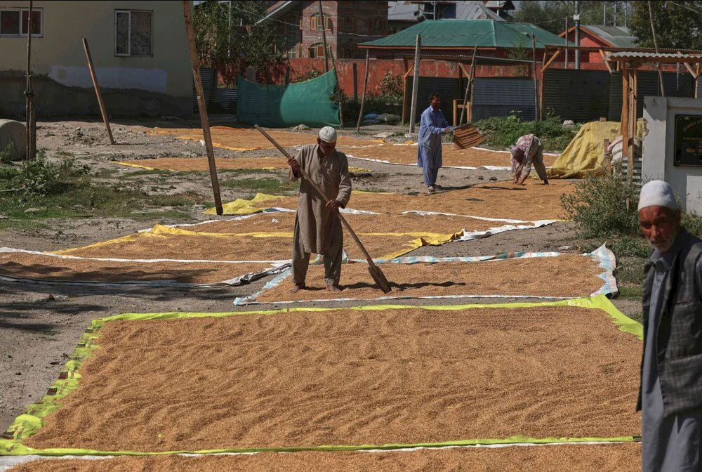 کشاورزان کشمیری در حال خشک کردن برنج