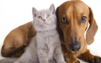 حقیقت واردات سگ و گربه