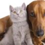 حقیقت واردات سگ و گربه