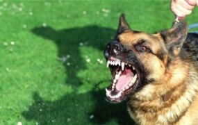 حمله سگ به کودک