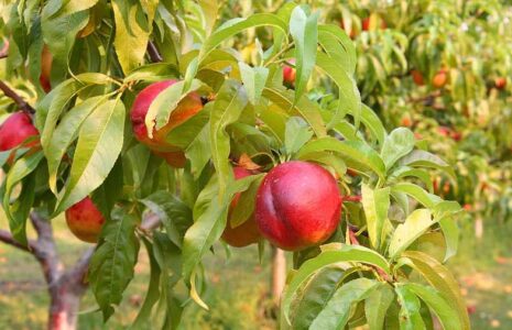 خواص بی نظیر این میوه تابستانی برای سلامت قلب شلیل