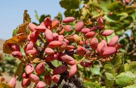 تولید 240 هزار تن پسته خشک در سال جاری پسته