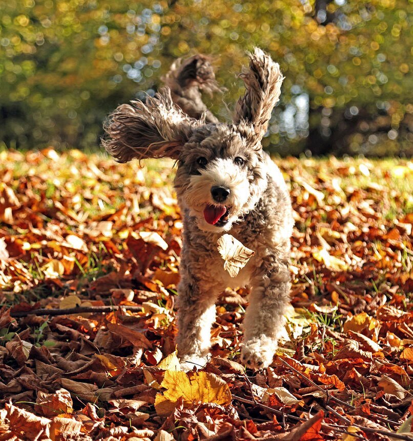 دیدنی های امروز؛ از جنگ اوکراین تا یادبود آن در کره شمالی بازی یک سگ در طبیعت پاییزه