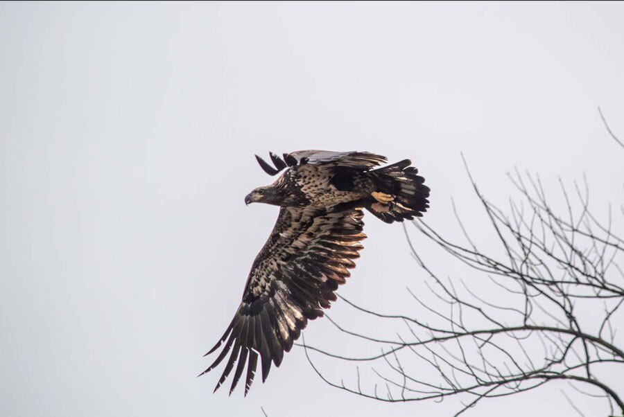 دیدنی های امروز؛ از تشییع جنازه ملکه مادر تایلند تا اعتراضات به حضور ترامپ در مالزی عقاب شکاری