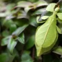 حشراتی که شبیه برگ هستند