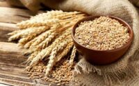 افزایش قیمت نان