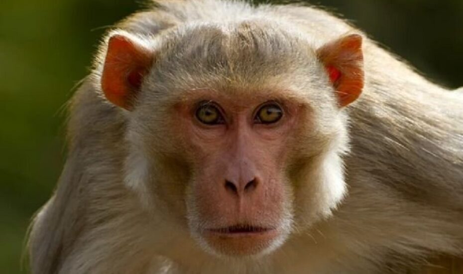 واژگونی کامیون حامل میمون‌های مبتلا به ویروس‌های خطرناک در آمریکا