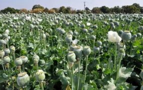 کشت خشخاش در ایران ممنوع است کشت خشخاش در ایران ممنوع است