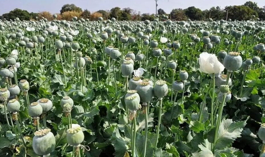 کشت خشخاش در ایران ممنوع است