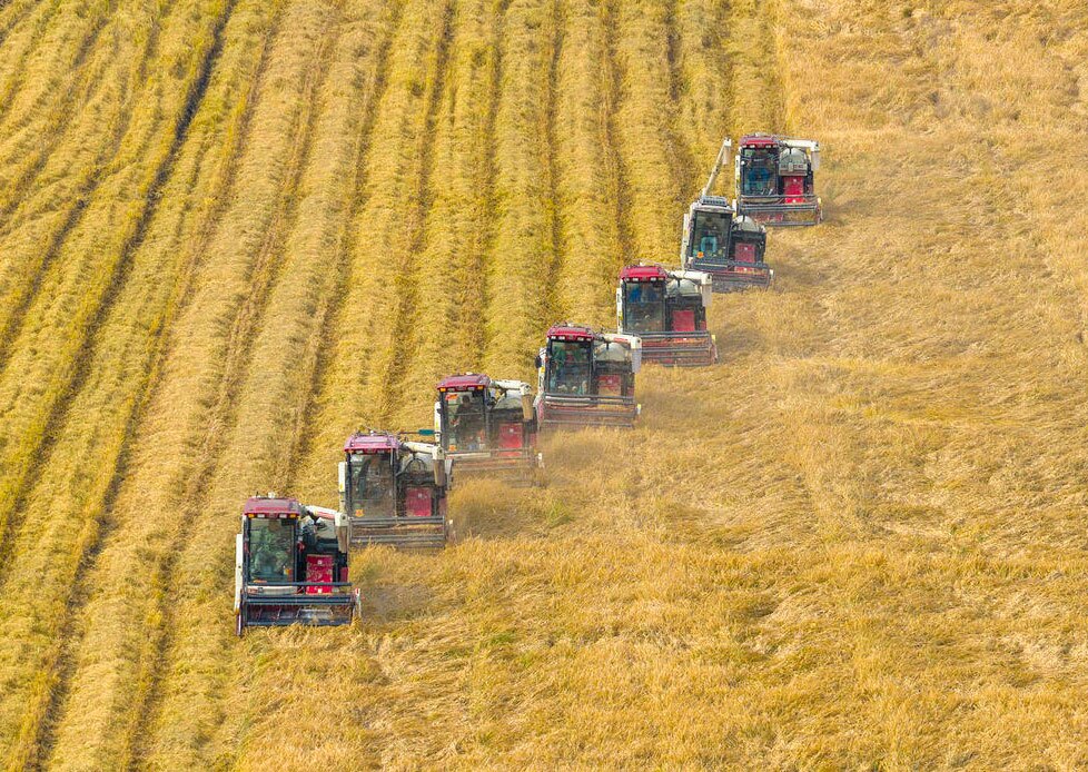 دیدنی های امروز؛ از جشن هالوین تا اعزام 3 فضانورد چینی به فضا برداشت محصول پاییزه برنج