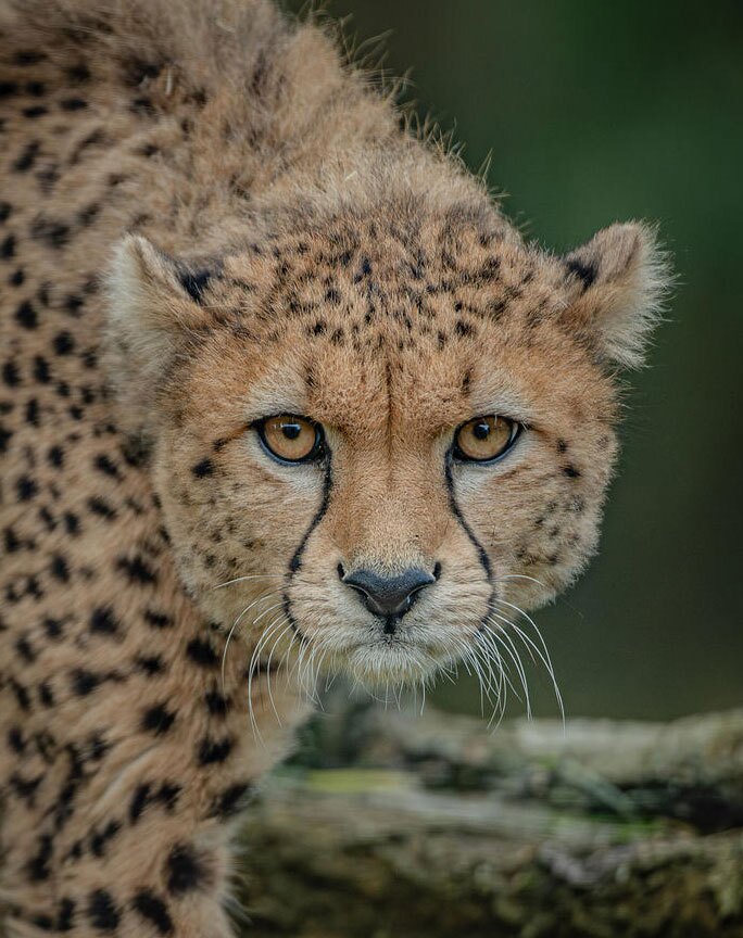 دیدنی های امروز؛ از تلفات زلزله شمال افغانستان تا یوز آسیایی باغ وحش انگلیس یوز آسیایی باغ وحش چستر انگلیس