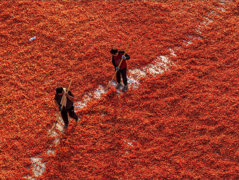 دیدنی های امروز؛ از تلفات زلزله شمال افغانستان تا یوز آسیایی باغ وحش انگلیس کشاورزان چینی در حال خشک کردن فلفل قرمز