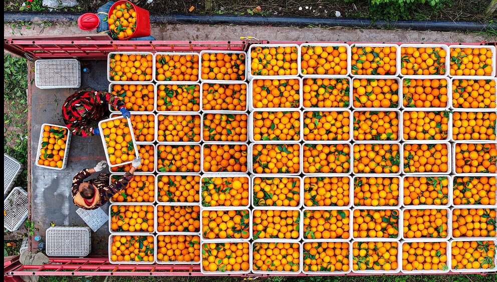فصل برداشت مرکبات در سیچوان چین
