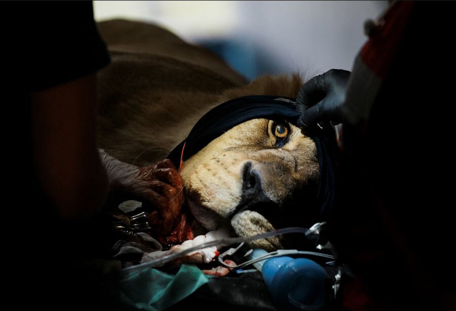 دیدنی های امروز؛ از مراسم آتش بازی سالانه در انگلیس تا آغاز به کار مدرسه ای در غزه انجام کار دندانپزشکی بر روی یک شیر در آرژانتین