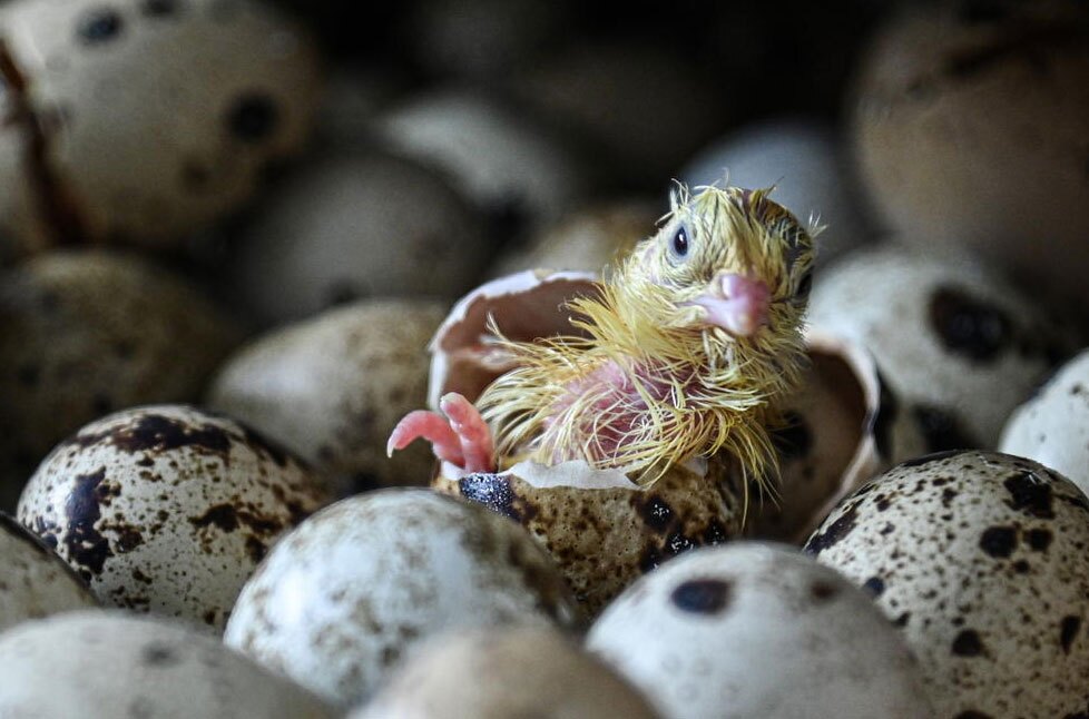 دیدنی های امروز؛ از صف غذا در آمریکا تا سی و ششمین سالگرد سقوط دیوار برلین مرکز تکثیر بلدرچین در روسیه