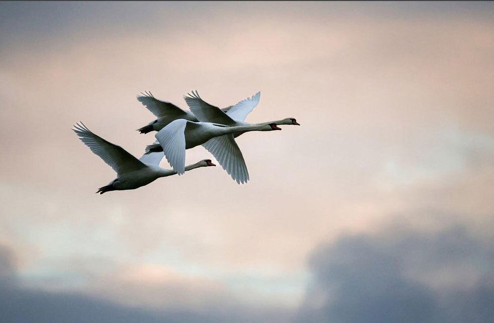 دیدنی های امروز؛ از صف غذا در آمریکا تا سی و ششمین سالگرد سقوط دیوار برلین پرواز قوها در آسمان