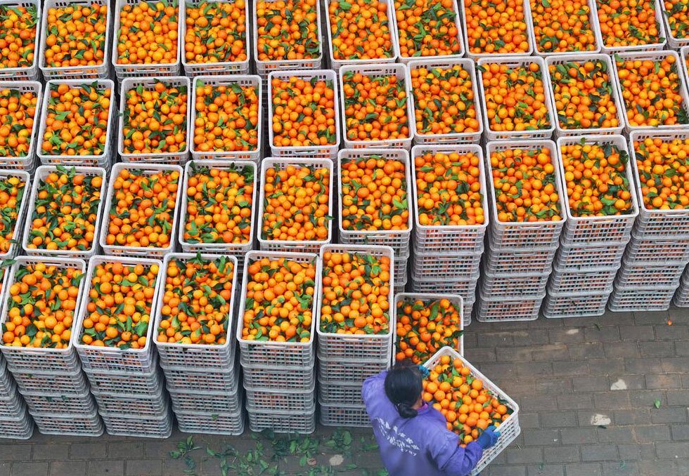 برداشت مرکبات